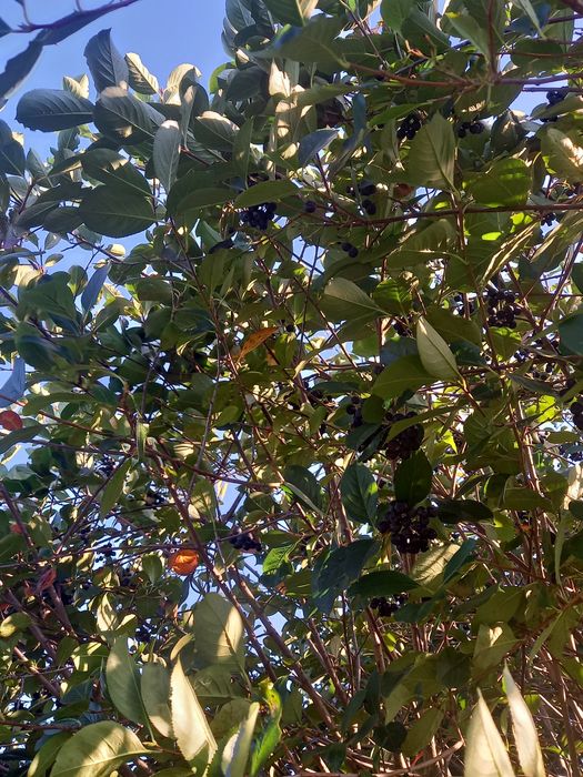 Aronia ręcznie zrywana ekologiczna