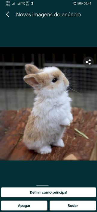 Coelhos anões +Gaiola Nova +alimentação adequada