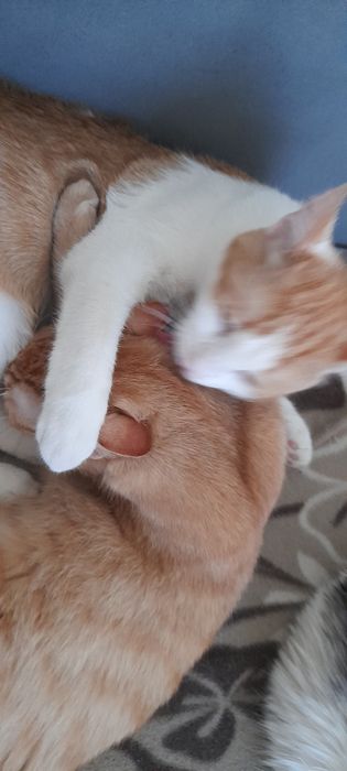 11 miesięczny rudobialy kotek szuka domku.