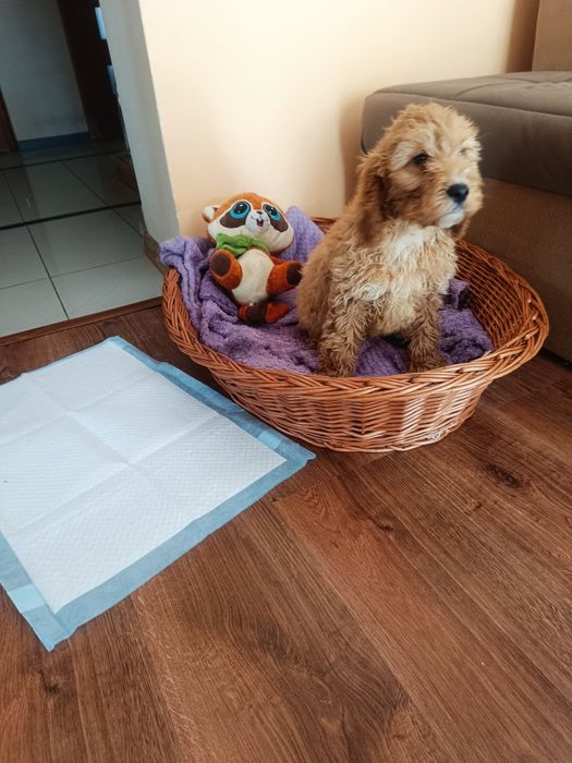 Pudel miniaturowy - Cocker spaniel -Cockapoo