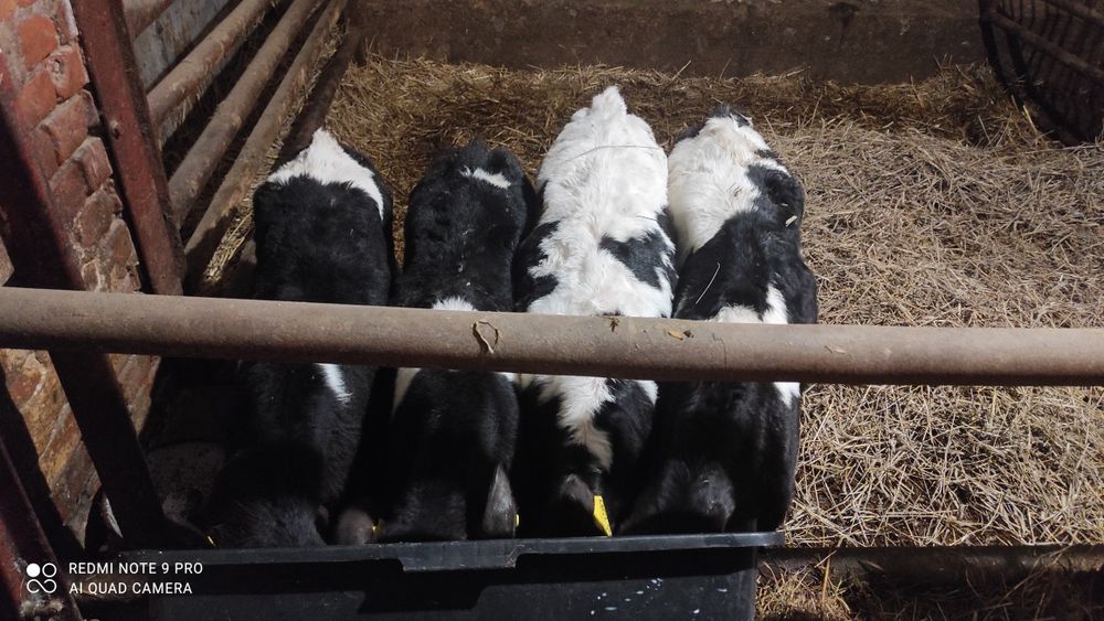 Sprzedam cielaki odchowane