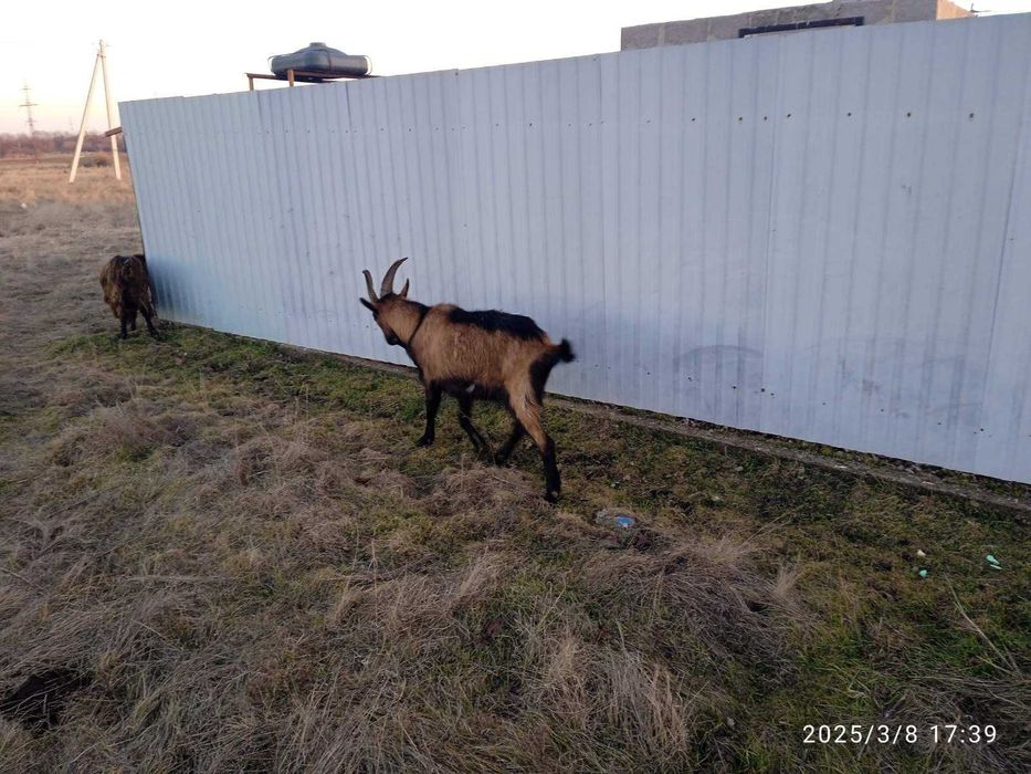 Альпійський козел, цап