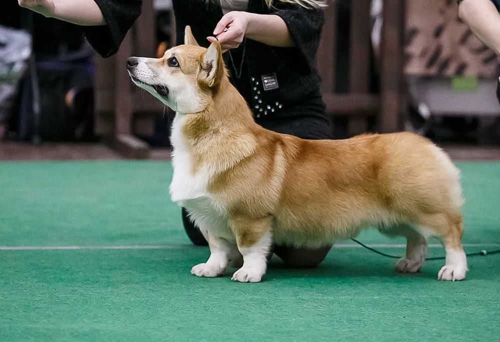 Дуже чудовий хлопчик вельш коргі пемброк,док КСУ,Київ