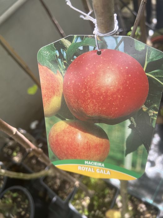 Várias variedades de macieiras