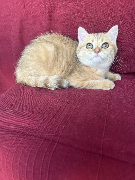 Золота затушована шиншила BRI ny 11, британська кішечка