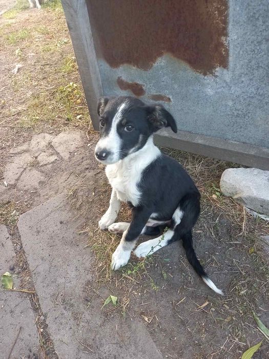 Отдам щенят в добрые руки