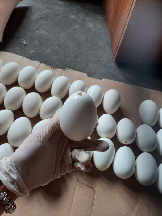 Wydmuszki gęsie jajka oraz jajka kurze