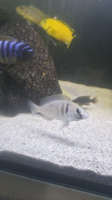 Vendo Trio Placidochromis Electra 3