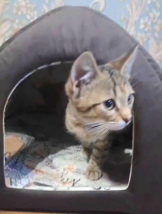 Котята шукають хозяйку, або хозяїна. Дуже ласкаві. Їдять все. Ходять на лоток.