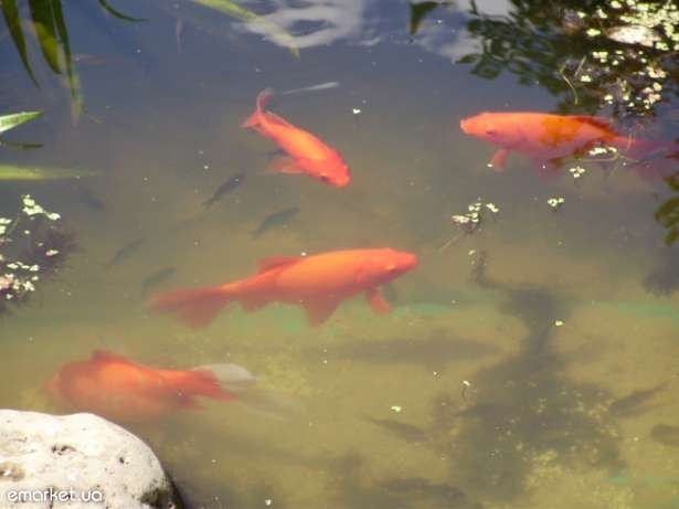 Золотая рыбка (комета)