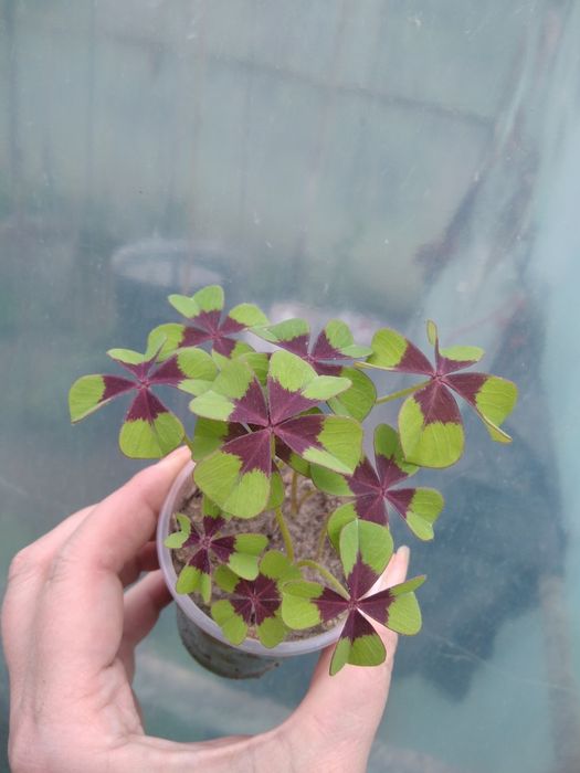 Кислиця оксаліс Деппей