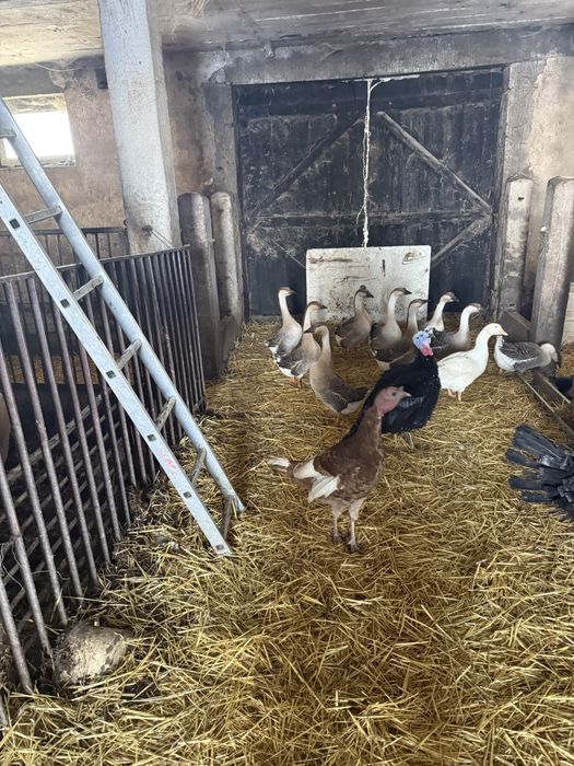 Sprzedam indyki i gesi