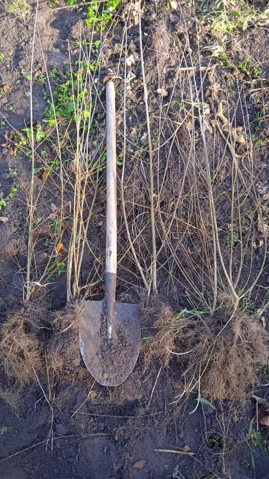 Бірючина живопліт