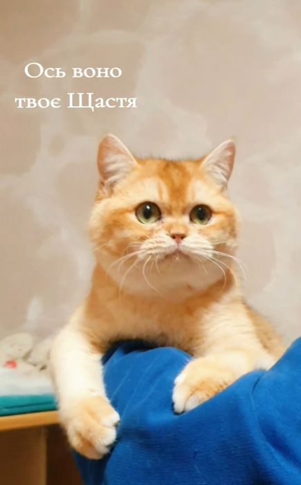 Золотий британський шиншила котик ny12