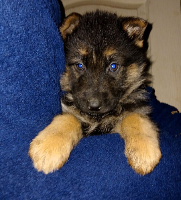 Чудові цуценята німецької вівчарки