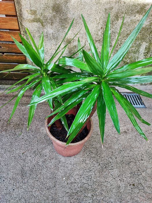 Yuca em vaso com várias medidas