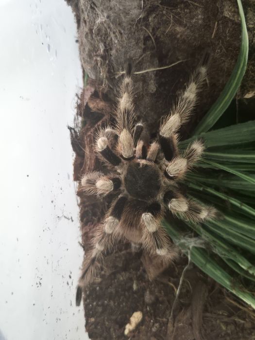 Nhandu Coloratoviliosus 6 DC samiec Pająk ptasznik