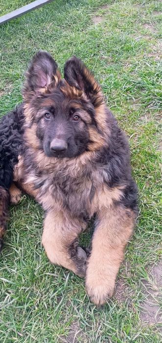 Owczarek niemiecki długowłosy