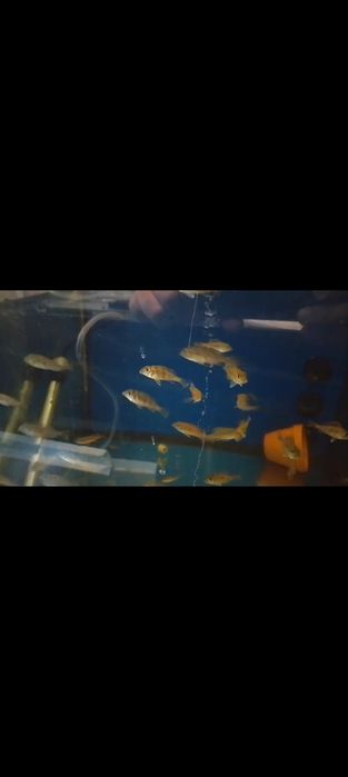 Geophagus Sveni (Paraná)