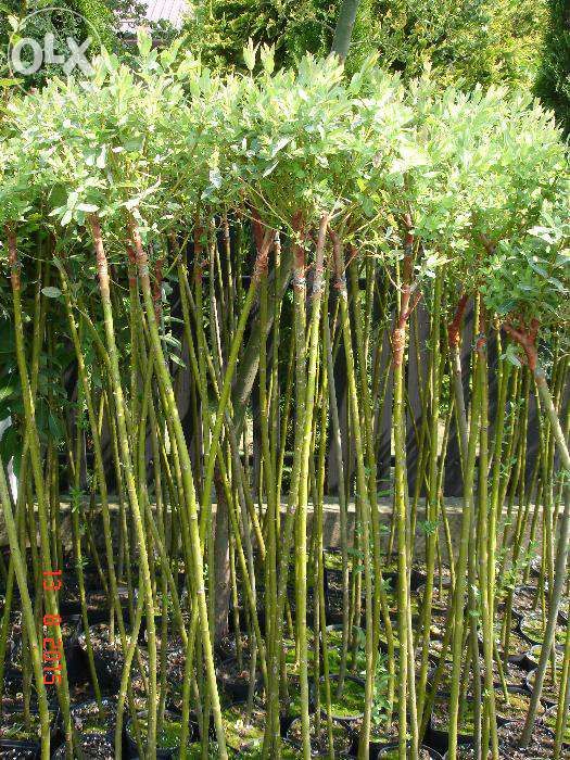 Wierzba Hakuro nishiki na PNIU 150cm -