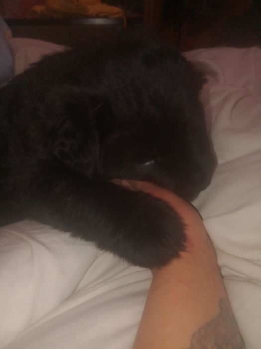 Не дорого в хорошие руки. Комочек счастья