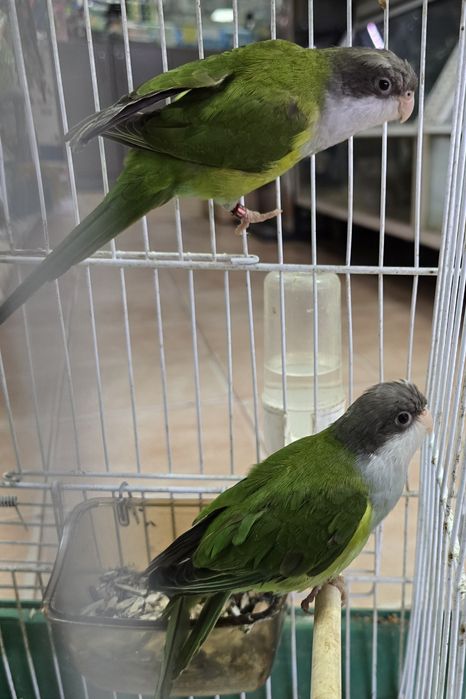 Aves raras lindíssimas