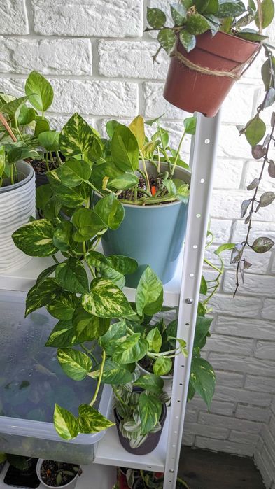 Сциндапсус епіпремнум  Марбл Квін  Глобал Грін Голден Марбл Квин Потос