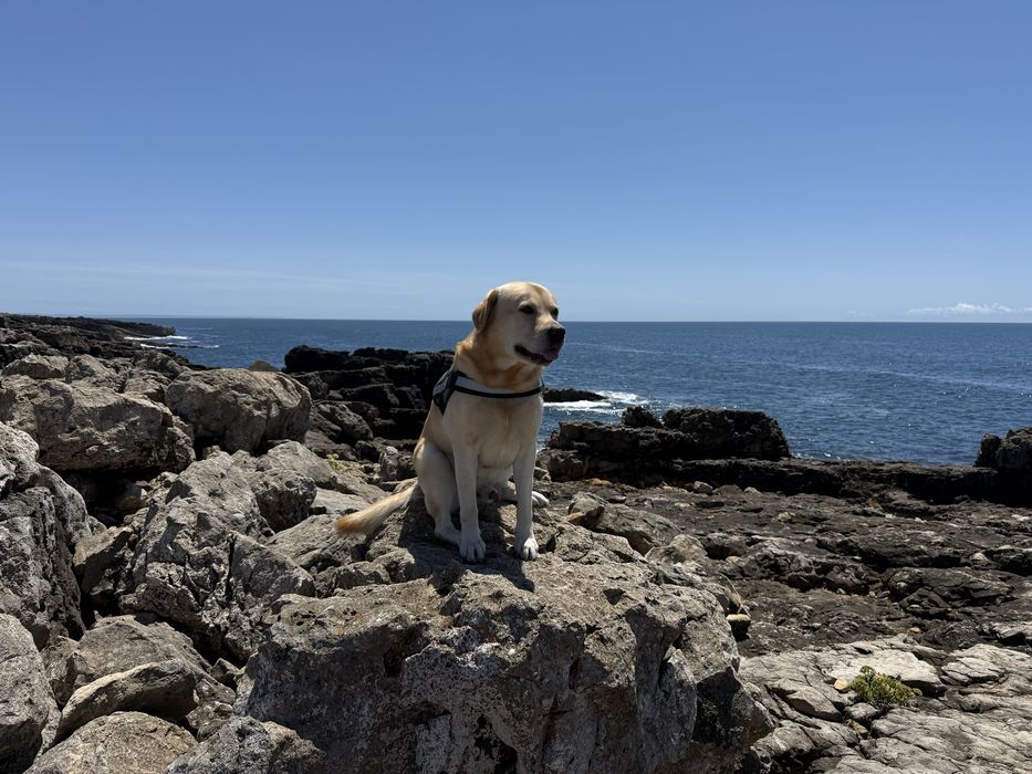 Labrador Retriever Amarelo — 5 Anos | Para Acasalamento