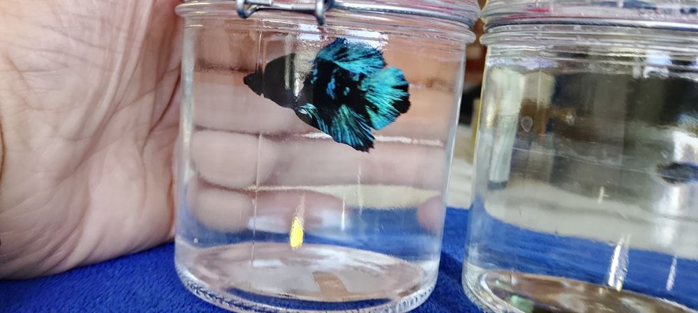 Betta Bojownik Avatar stars Olsztyn wysyłka