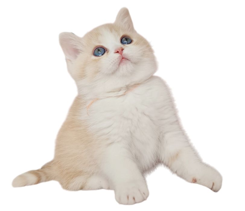 Kot kocurek kocur szkocki prostouchy hodowla rodowód PZF