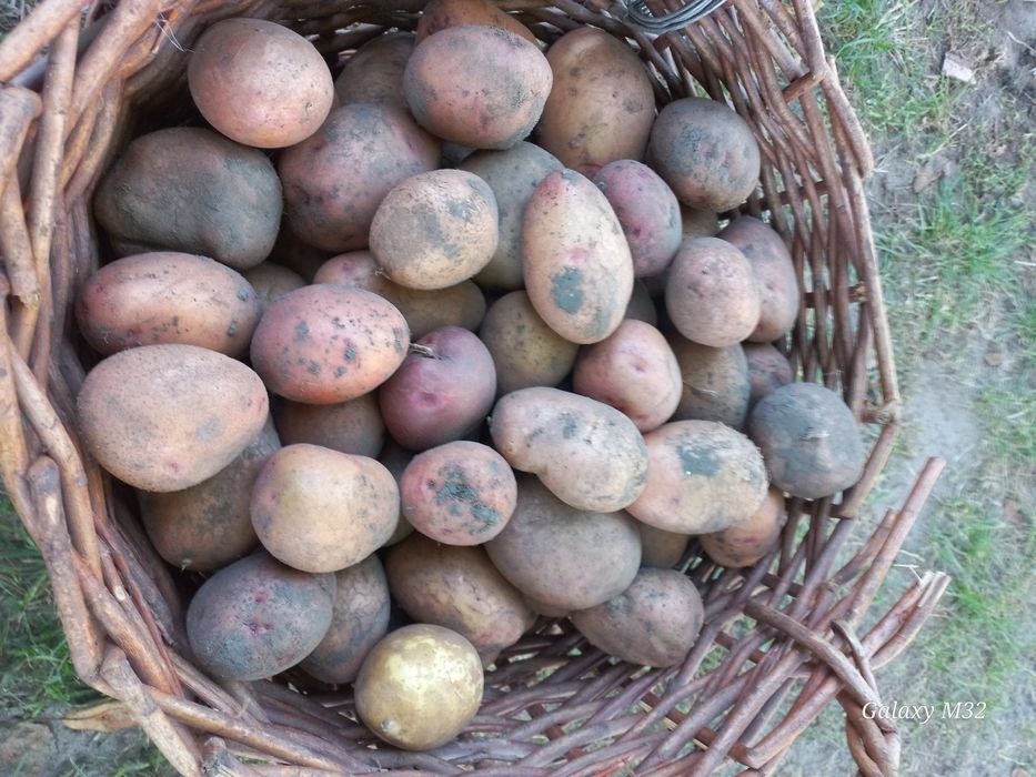 Картошка, Слов'янка.