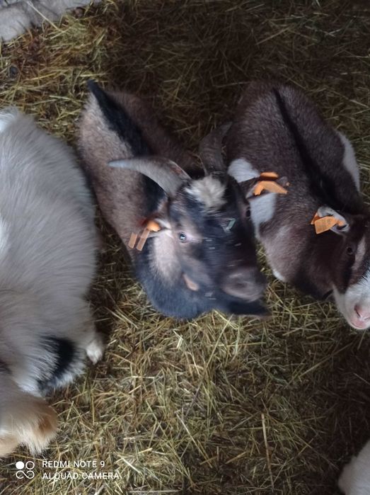 Kozy miniaturki capek