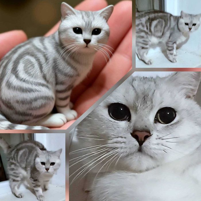 Мрамурові чистокровні красуні