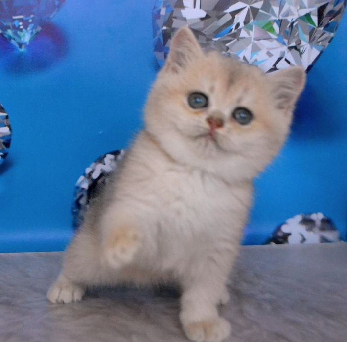 Британська золота шиншила/ голубе золото