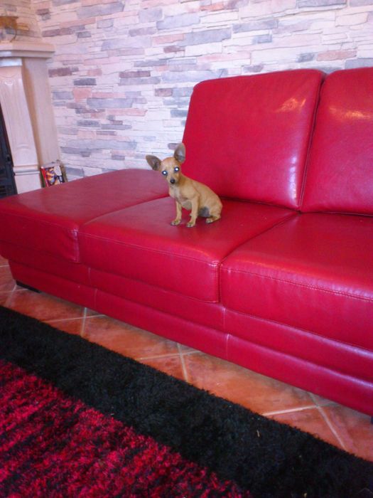 Pinscher super miniatura menino