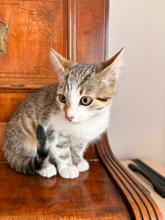 Kociaki do adopcji !!! (opis)