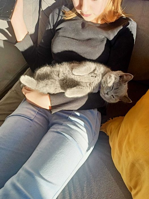 Kotek brytyjski krótkowłosy niebieski