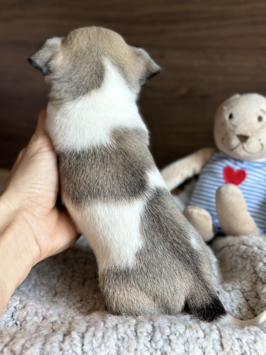 CHIHUAHUA chlopiec  :)