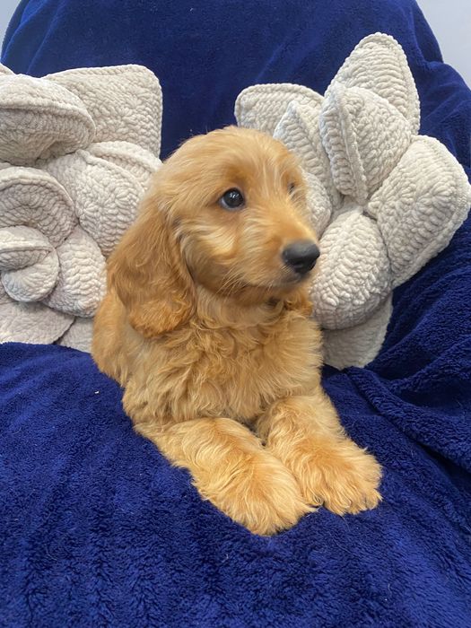 Sprzedam pięknego labradoodle