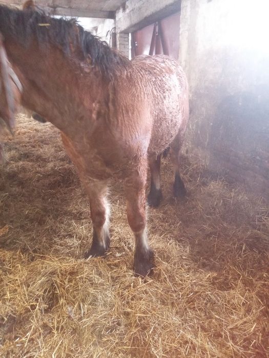 Sprzedam zrebaki zimnokrwiste.