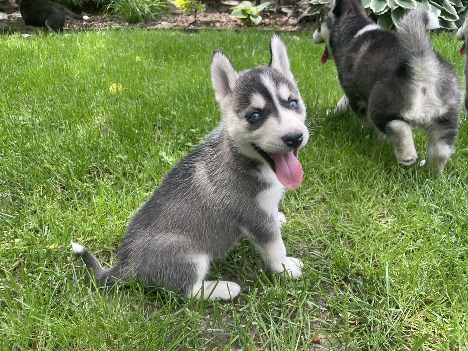 Szczeniak Siberian Husky