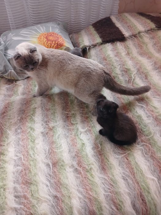 Чудові котики, шукають родину.і