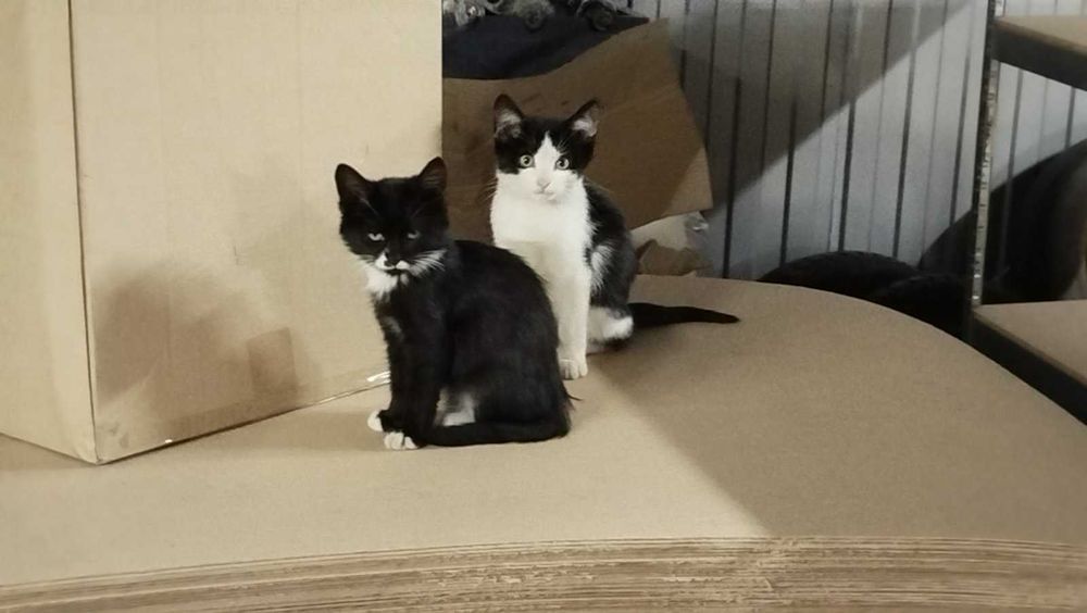 Віддам кошенят в хороші руки