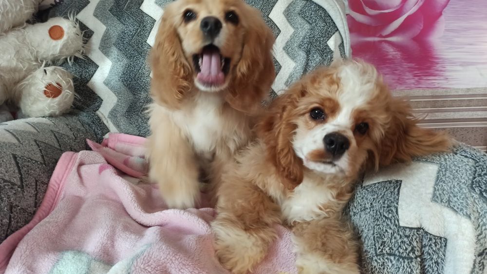 Американський кокер-спаніель.