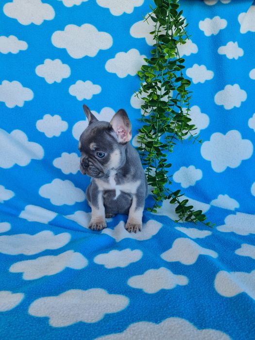 Estupenda menina blue Bulldog/Bouledog/Buldogue Francês de Qualidade