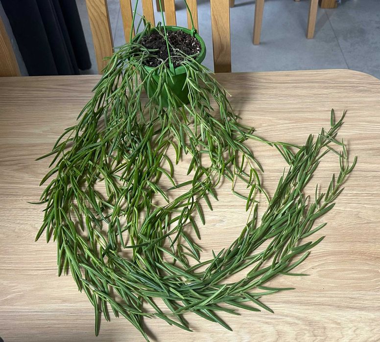 Hoya Linearis ze zdjęcia, dł. ok 110 cm, długa