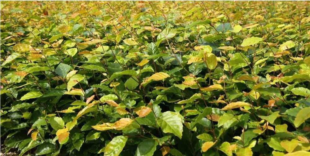 Buk sadzonki buka buczyny sadzonki