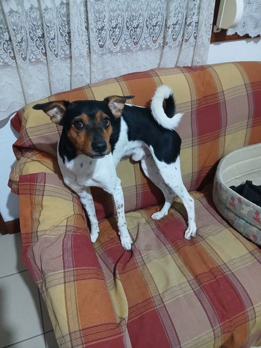 Dá-se cão  urgente