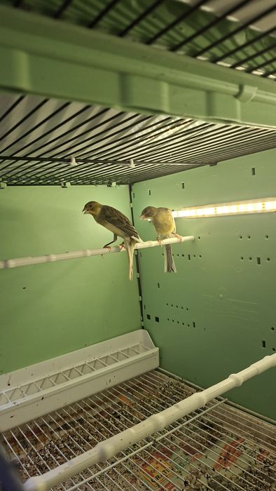 Kanarki fiorino i Garbusy szkockie