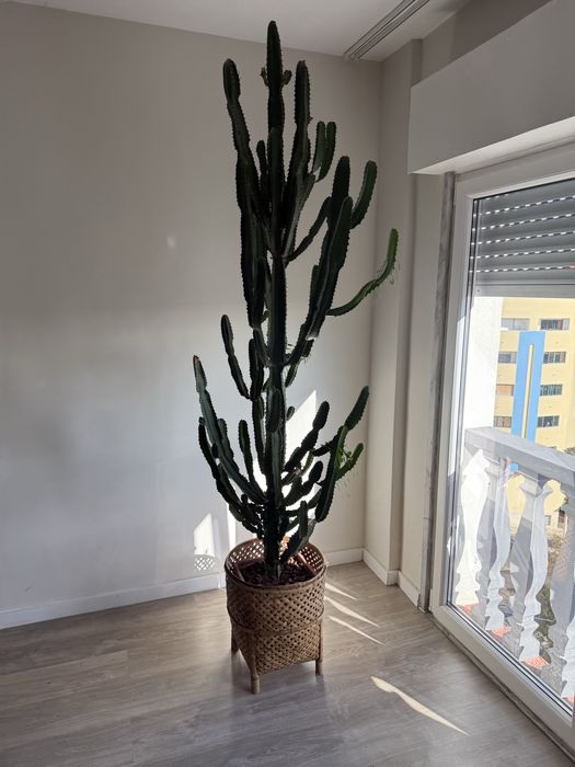 Doa-se planta socenta